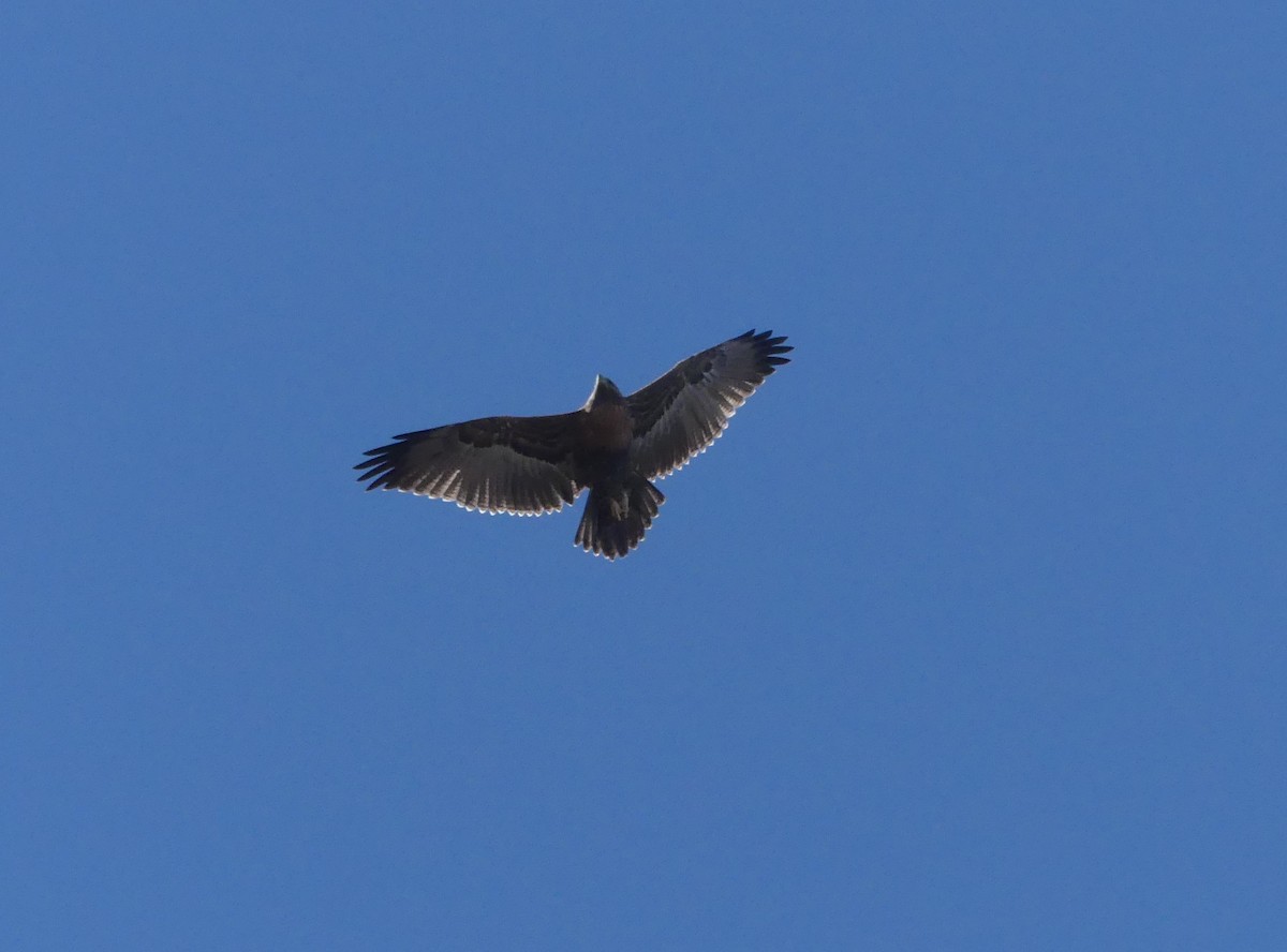 Black-chested Buzzard-Eagle - ML615894627