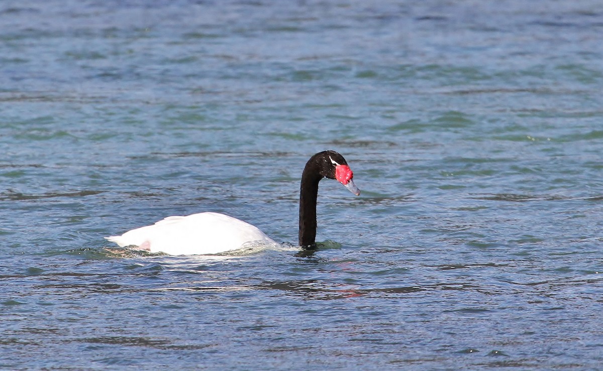 Black-necked Swan - ML615894629