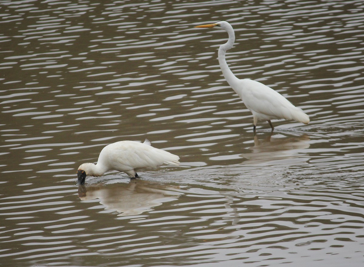 Royal Spoonbill - ML615894632