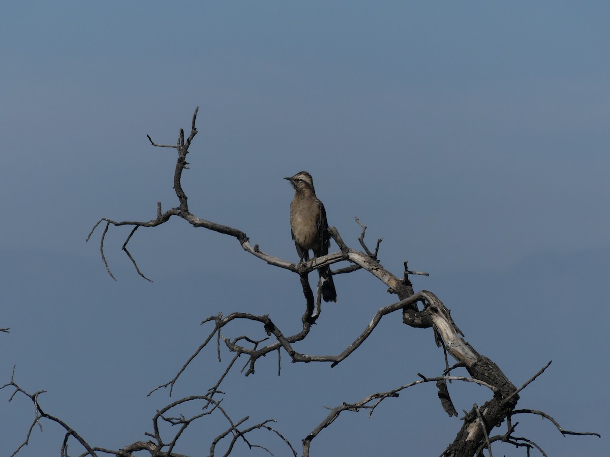 Chilean Mockingbird - ML615894635