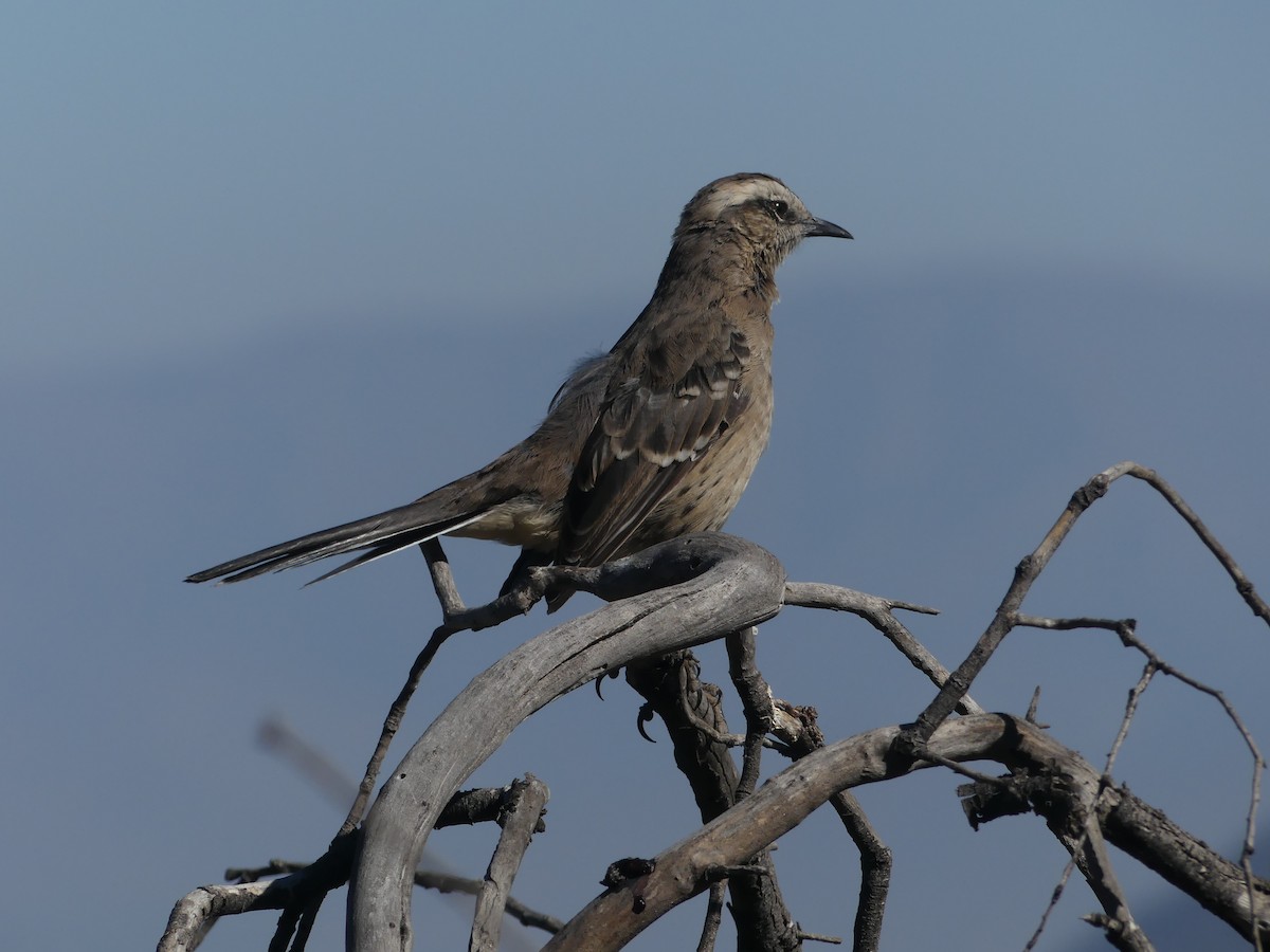 Chilean Mockingbird - joaquin vial