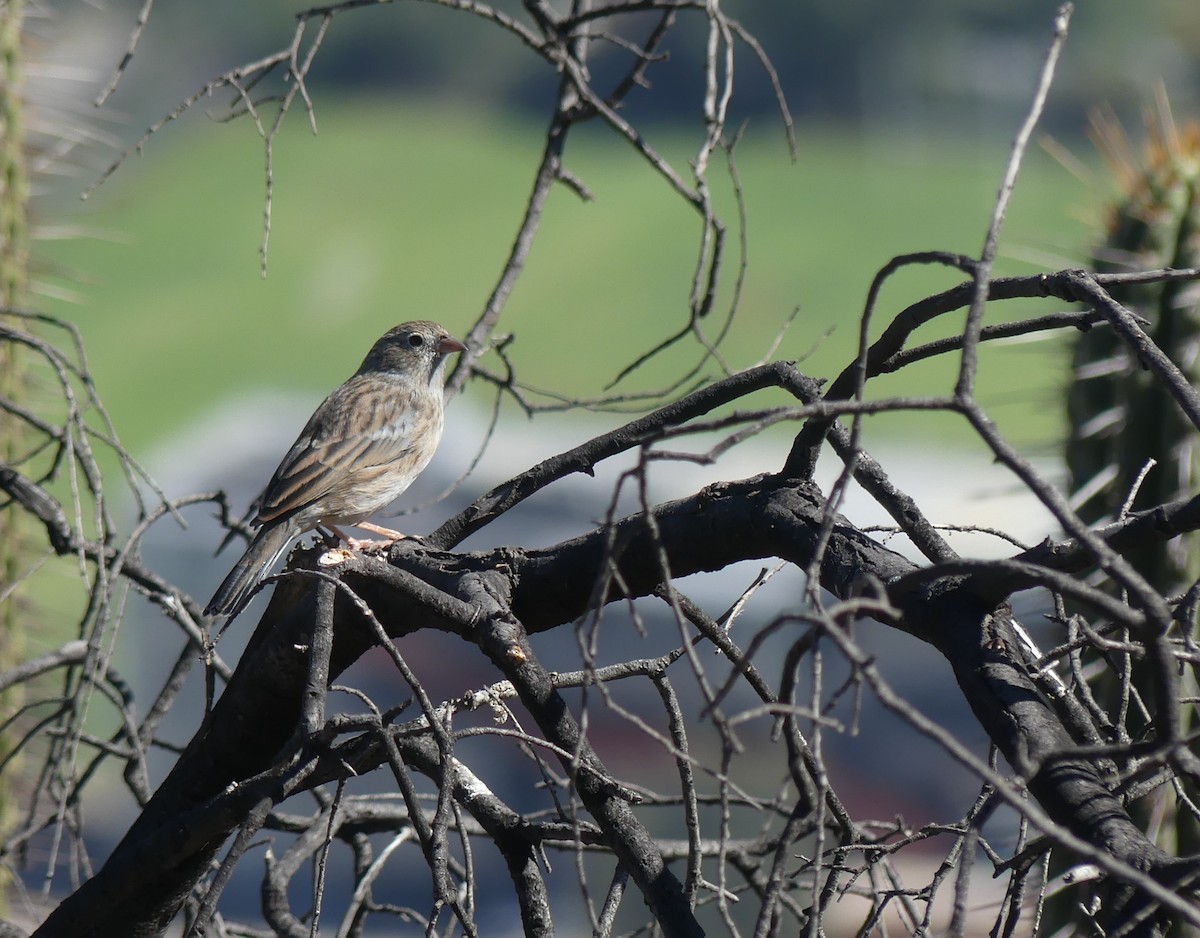 Band-tailed Sierra Finch - joaquin vial