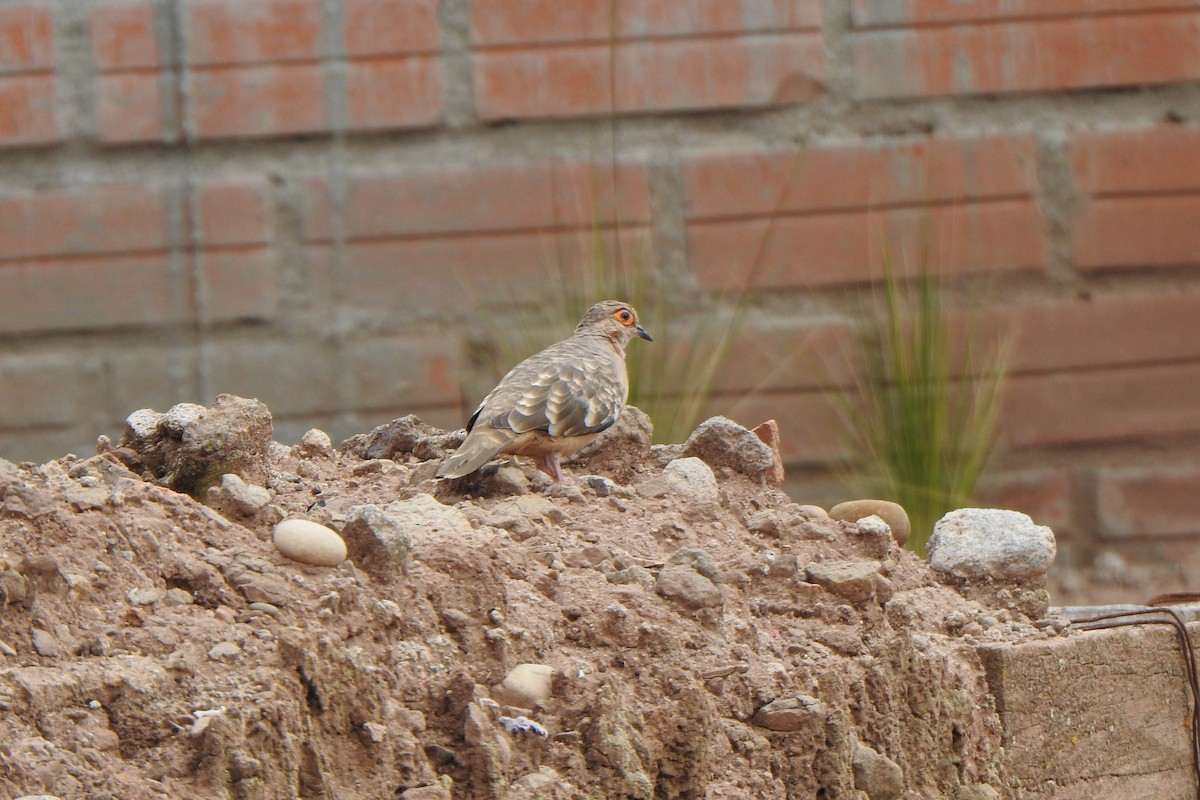 Bare-faced Ground Dove - ML615894648