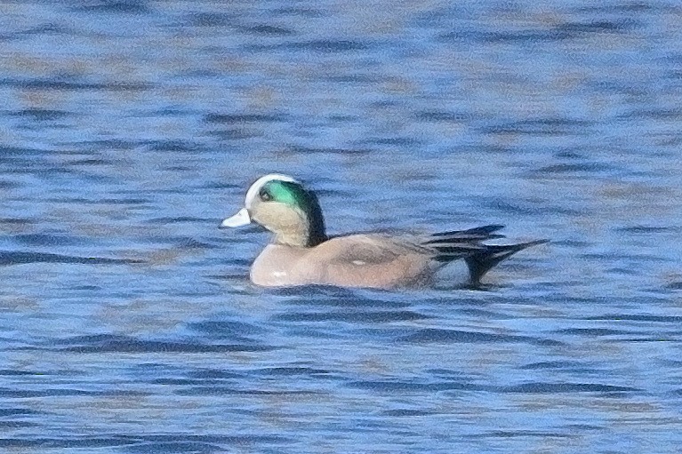 Canard d'Amérique - ML615894651