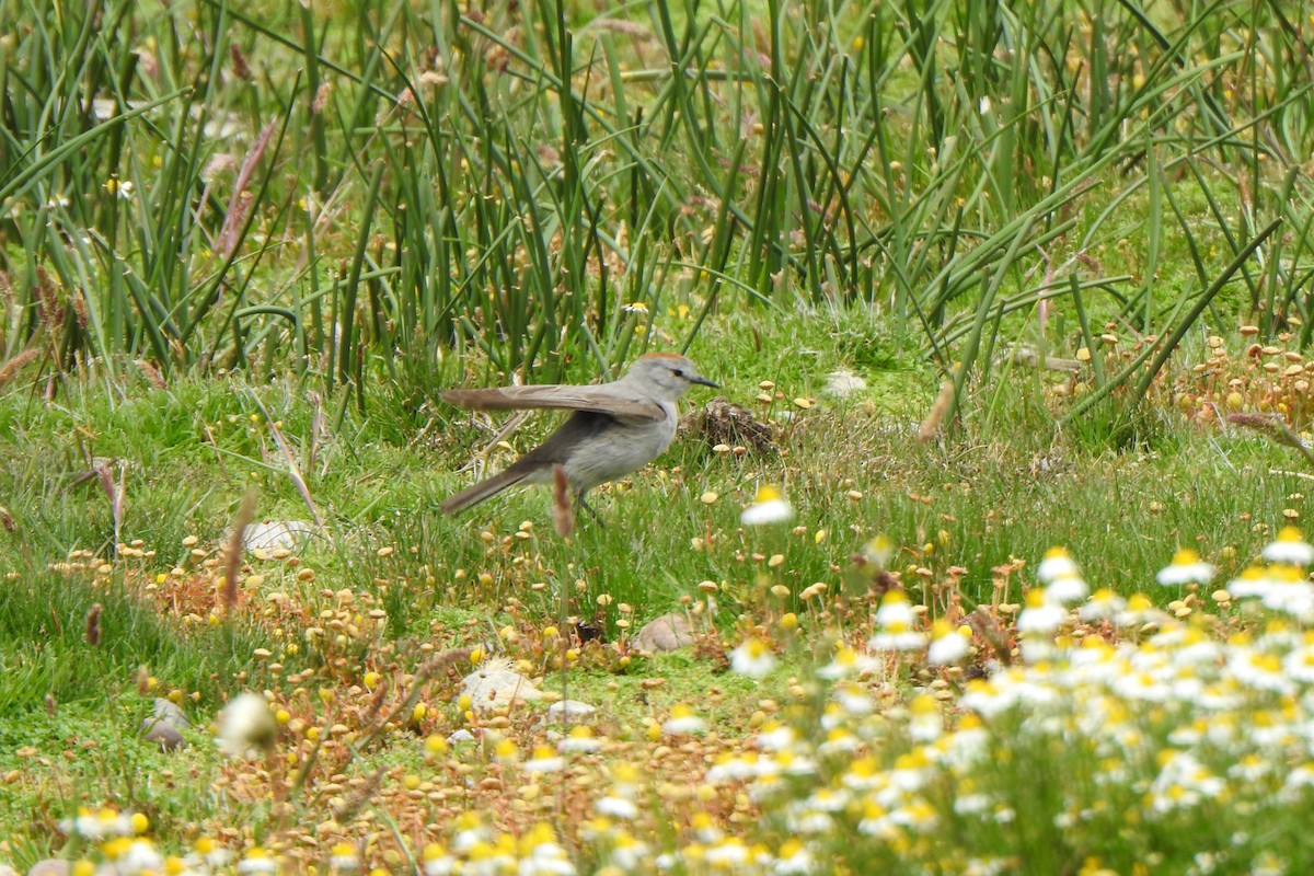 Rufous-naped Ground-Tyrant - ML615894656