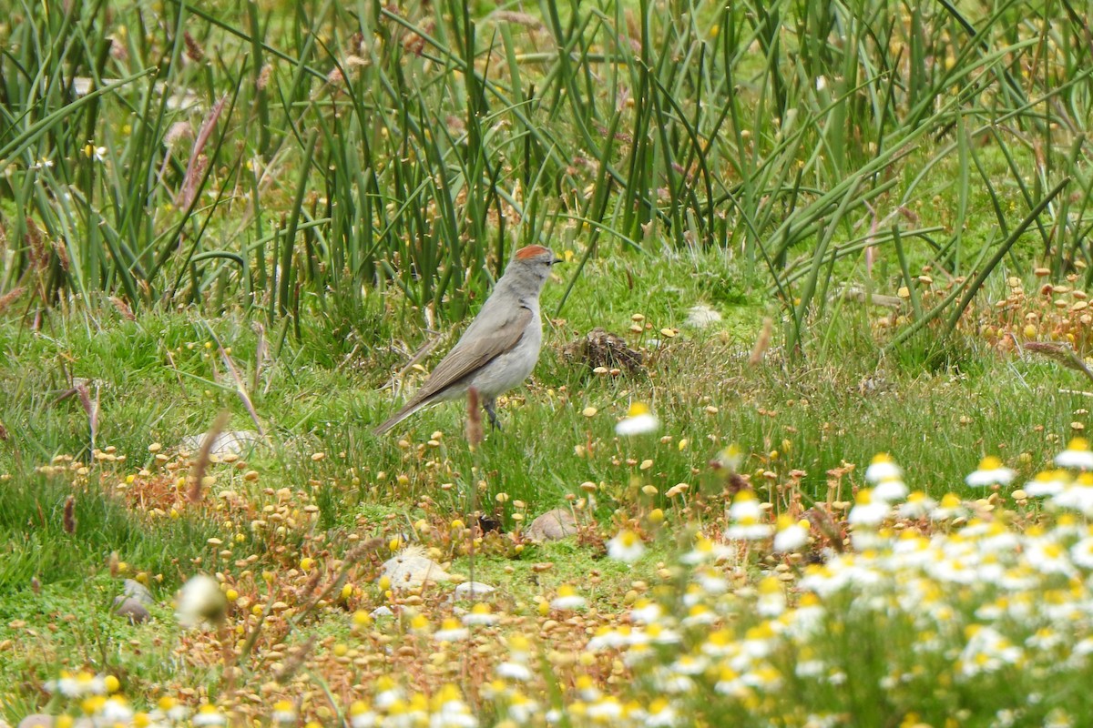 Rufous-naped Ground-Tyrant - ML615894657