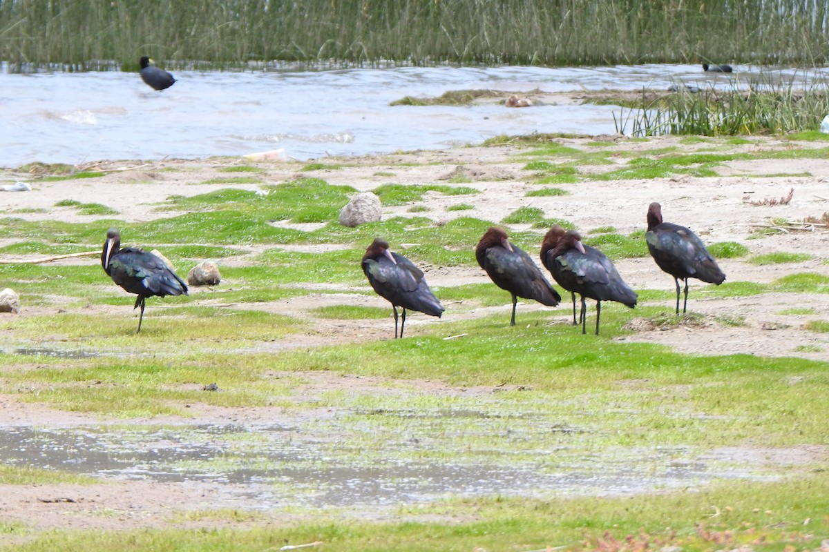 Puna Ibis - ML615894706