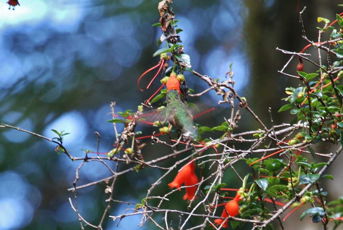 Green-backed Firecrown - ML615894711