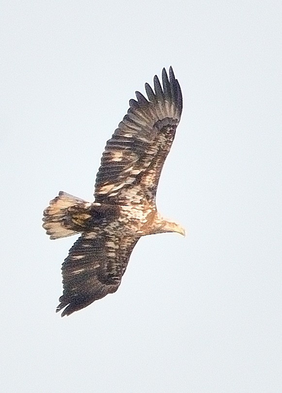 Bald Eagle - ML615894723