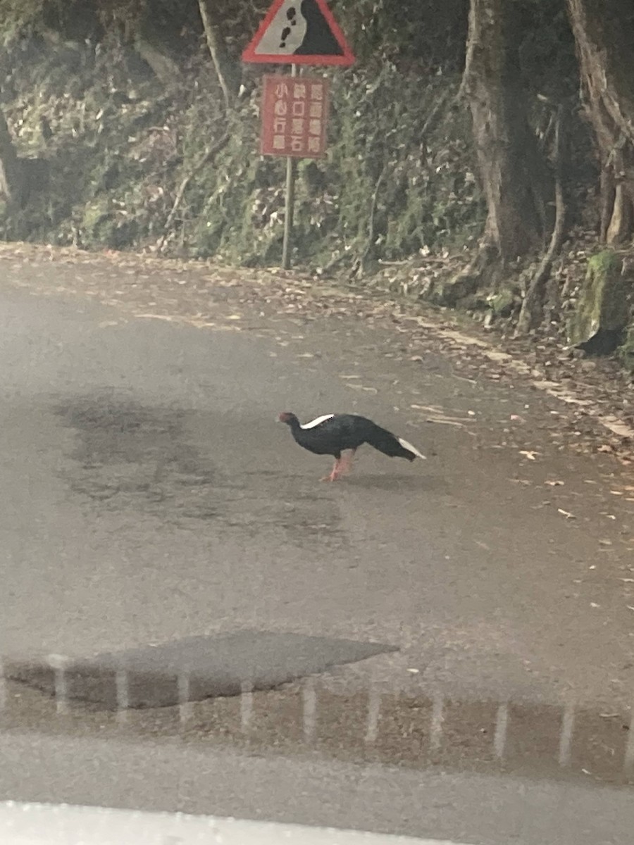 Swinhoe's Pheasant - Archie Jiang