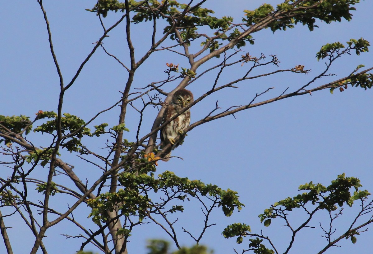 Austral Pygmy-Owl - Scott Watson