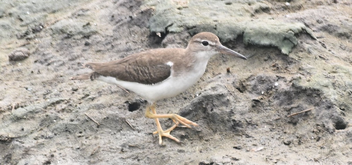 Spotted Sandpiper - ML615894732