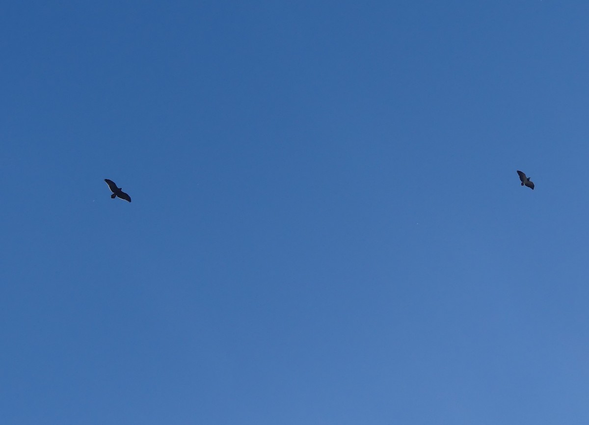 Black-chested Buzzard-Eagle - ML615894755