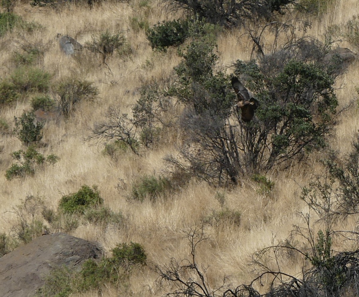 Black-chested Buzzard-Eagle - ML615894756