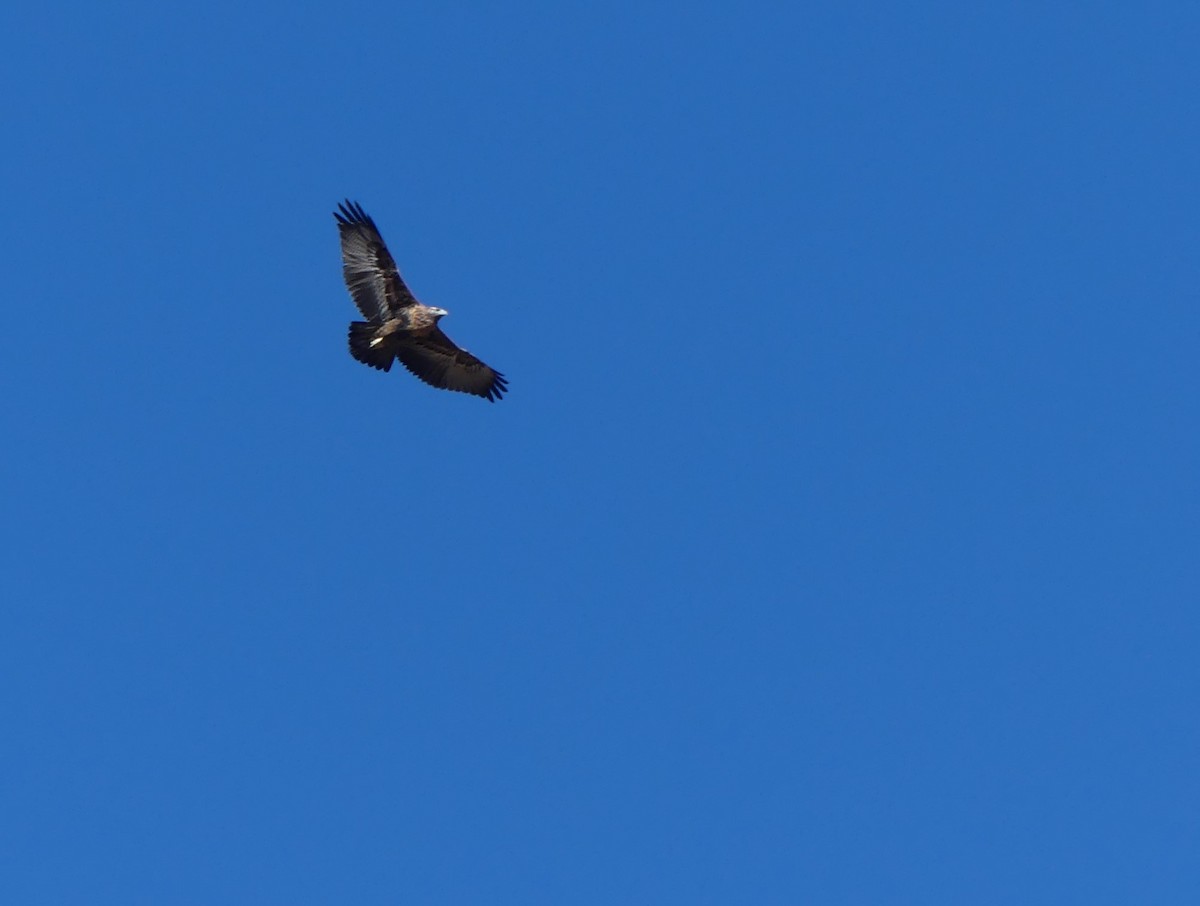Black-chested Buzzard-Eagle - ML615894759
