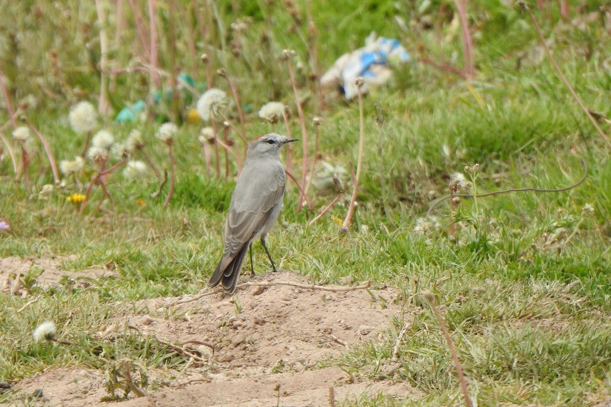 Rufous-naped Ground-Tyrant - ML615894771