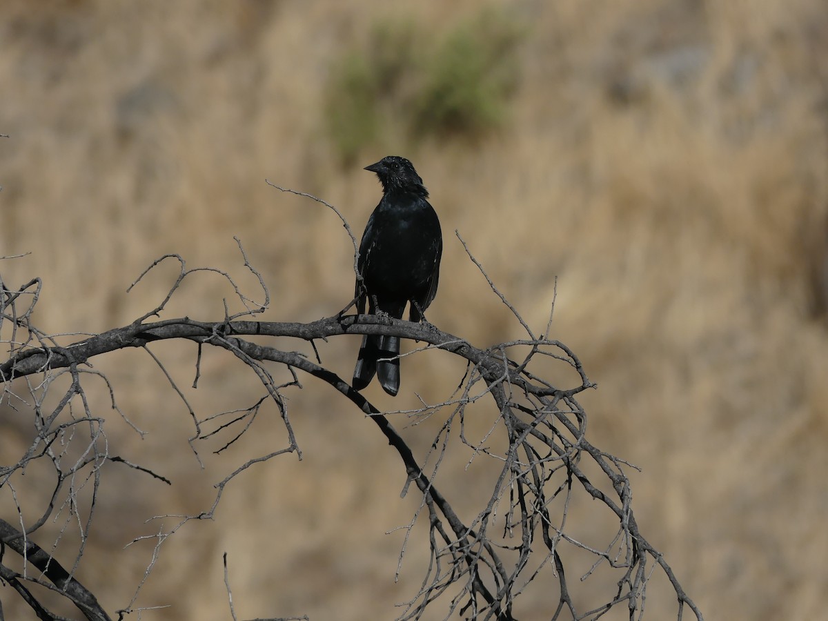 Austral Blackbird - ML615894779