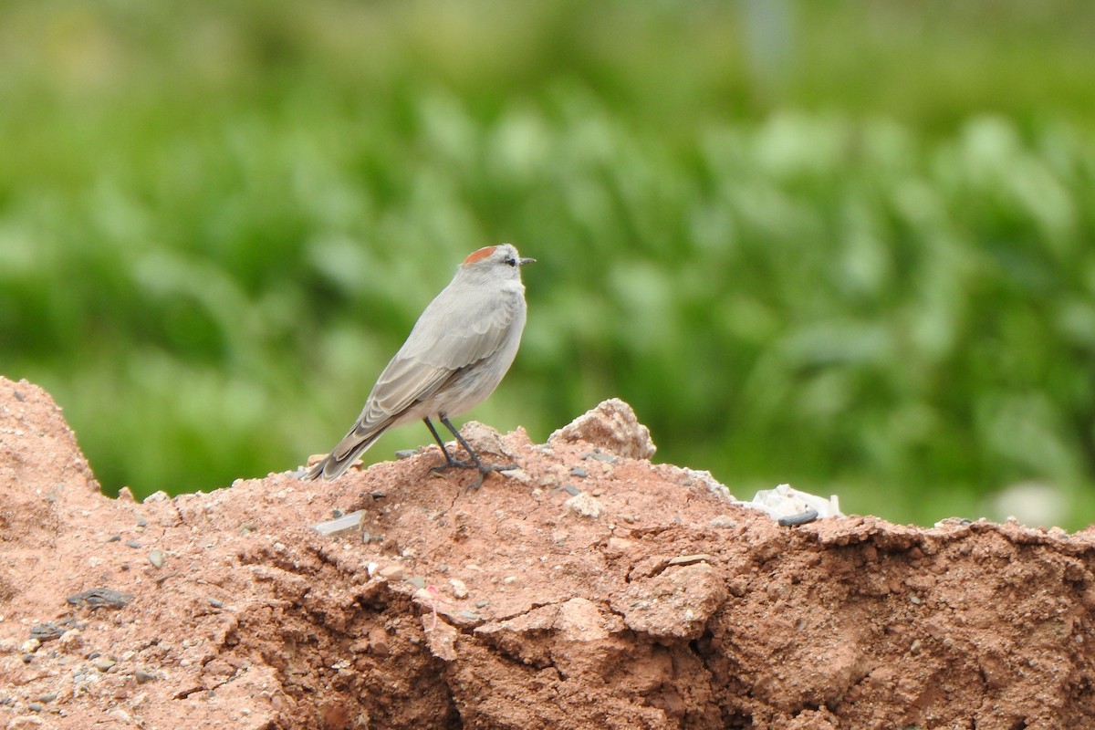 Rufous-naped Ground-Tyrant - ML615894781