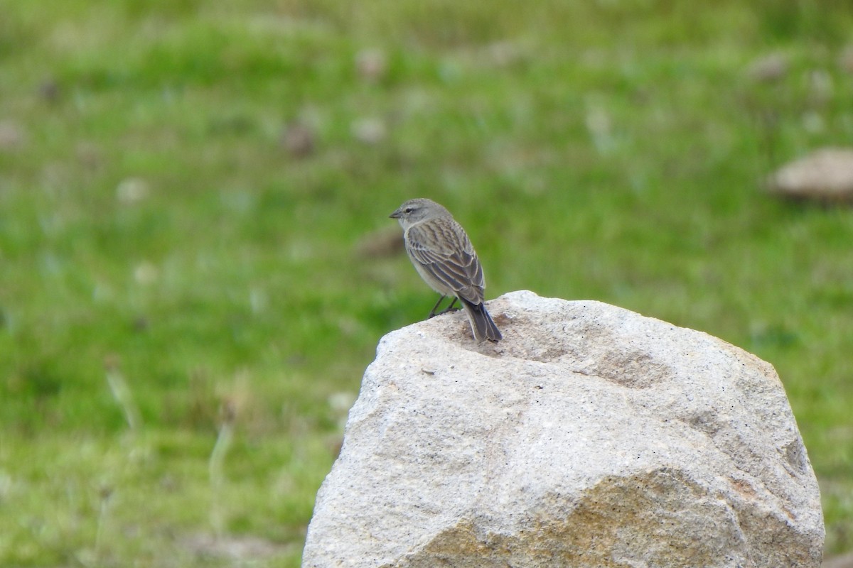 Plumbeous Sierra Finch - ML615894787