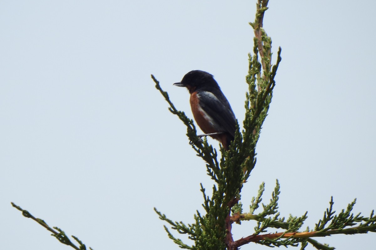 Black-throated Flowerpiercer - ML615894799