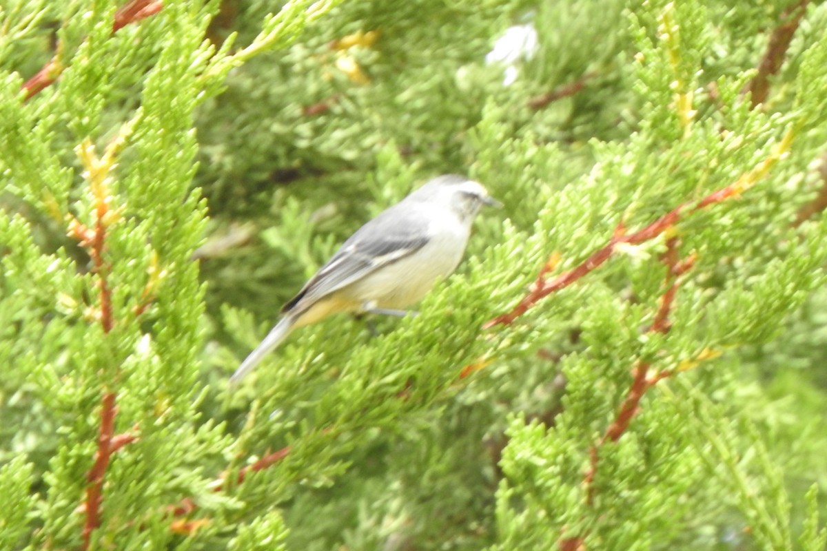 Cinereous Conebill - ML615894807