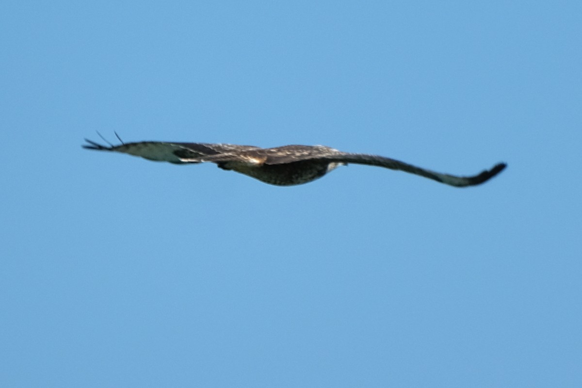 Common Buzzard - ML615894841