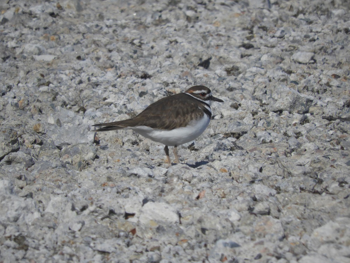 Killdeer - ML615894887