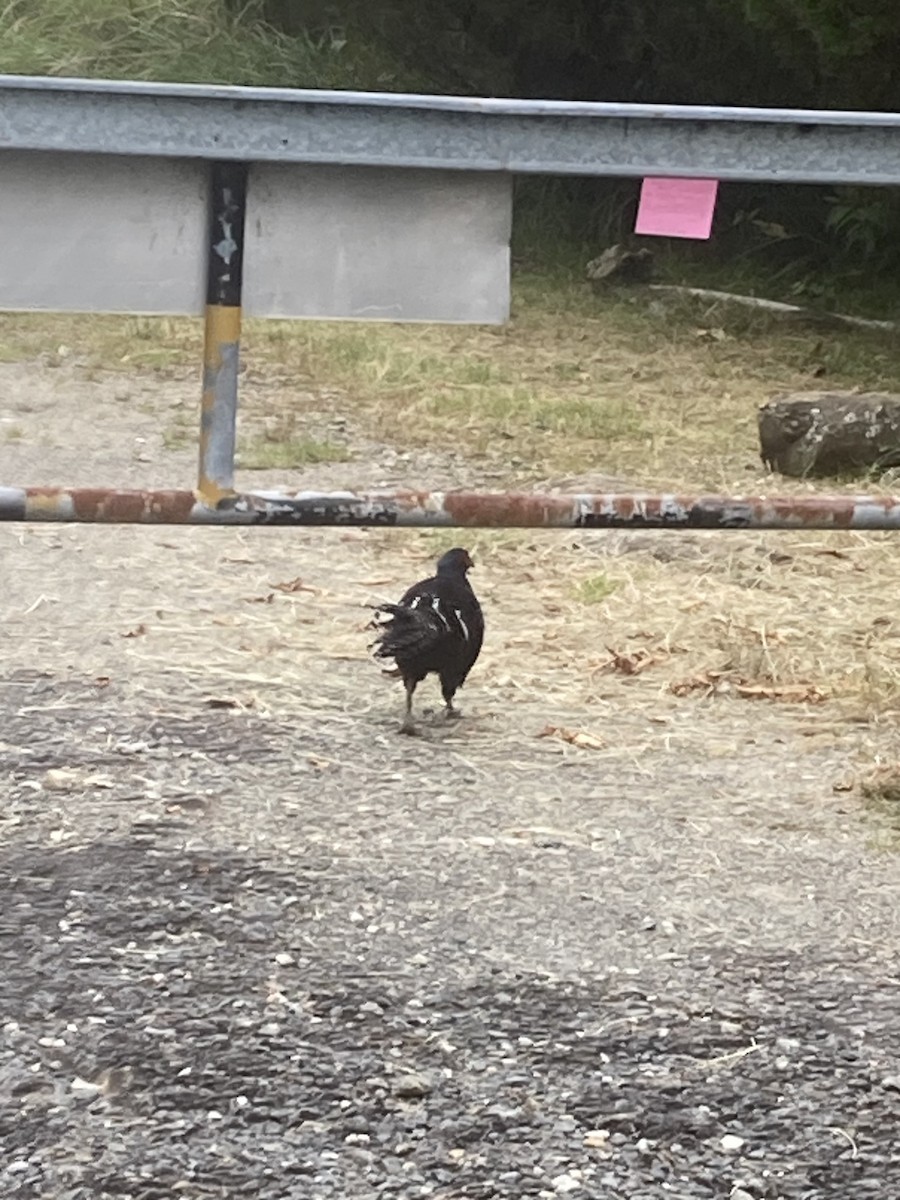 Mikado Pheasant - Archie Jiang