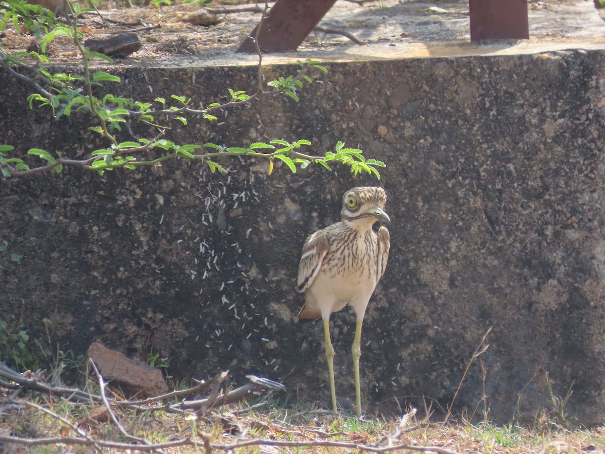 Indian Thick-knee - ML615894897