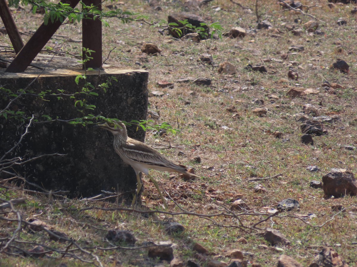 Indian Thick-knee - ML615894898