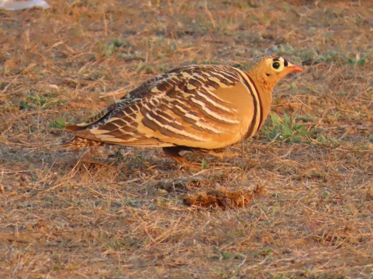 Painted Sandgrouse - ML615894970