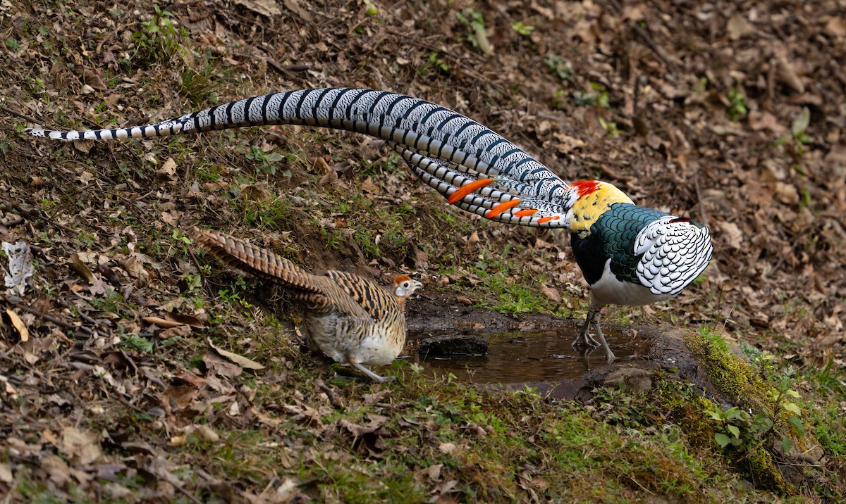 Faisán de Lady Amherst - ML615894985