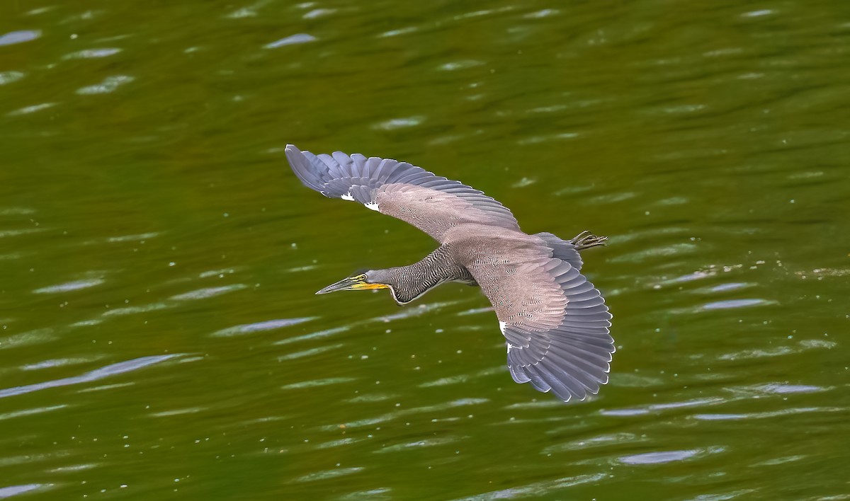 Bare-throated Tiger-Heron - Jim Merritt