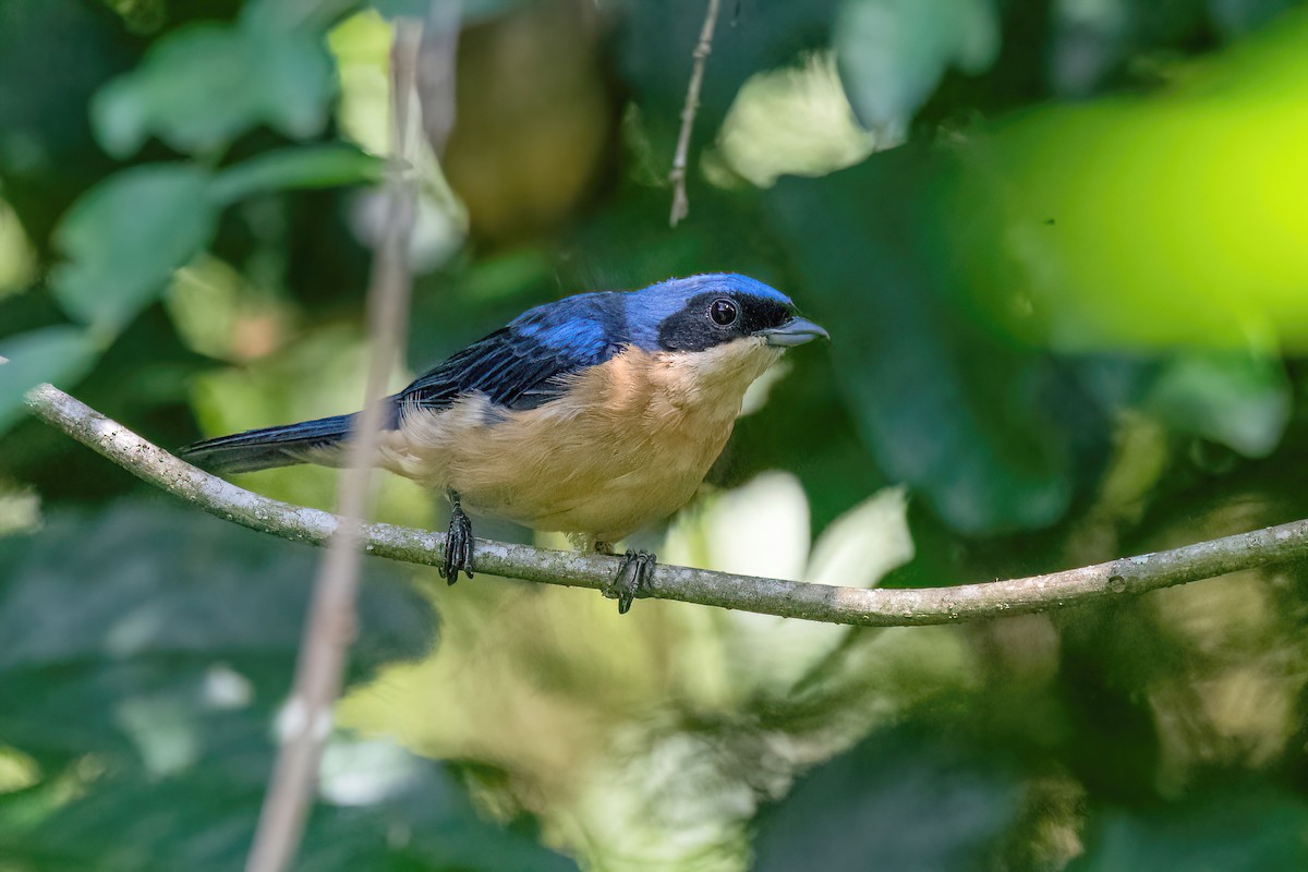 Fawn-breasted Tanager - ML615895001