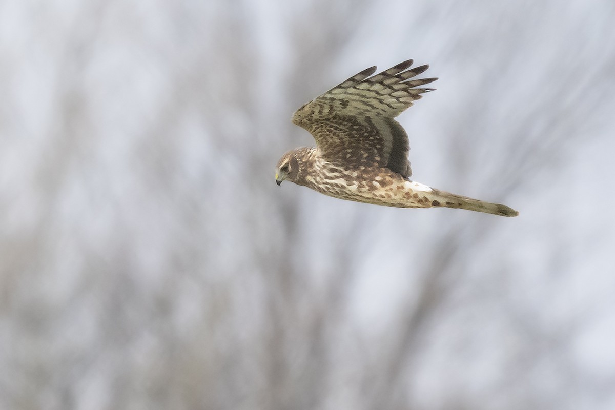 Northern Harrier - ML615895004