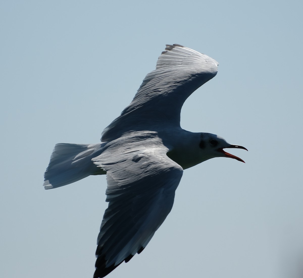 Mouette rieuse - ML615895021