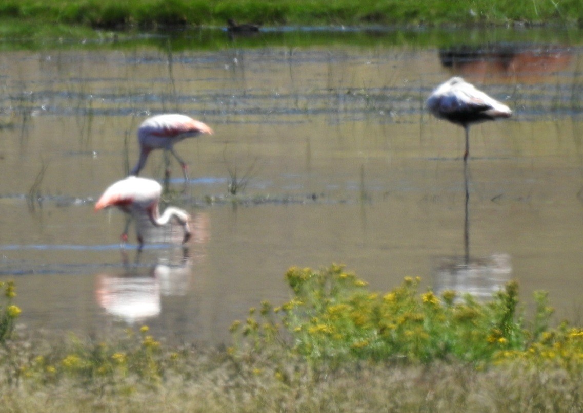 Chilean Flamingo - ML615895028