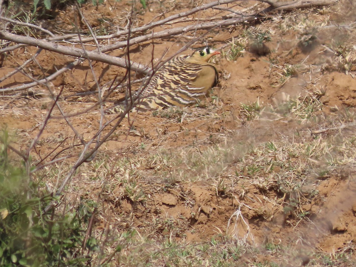Painted Sandgrouse - ML615895030