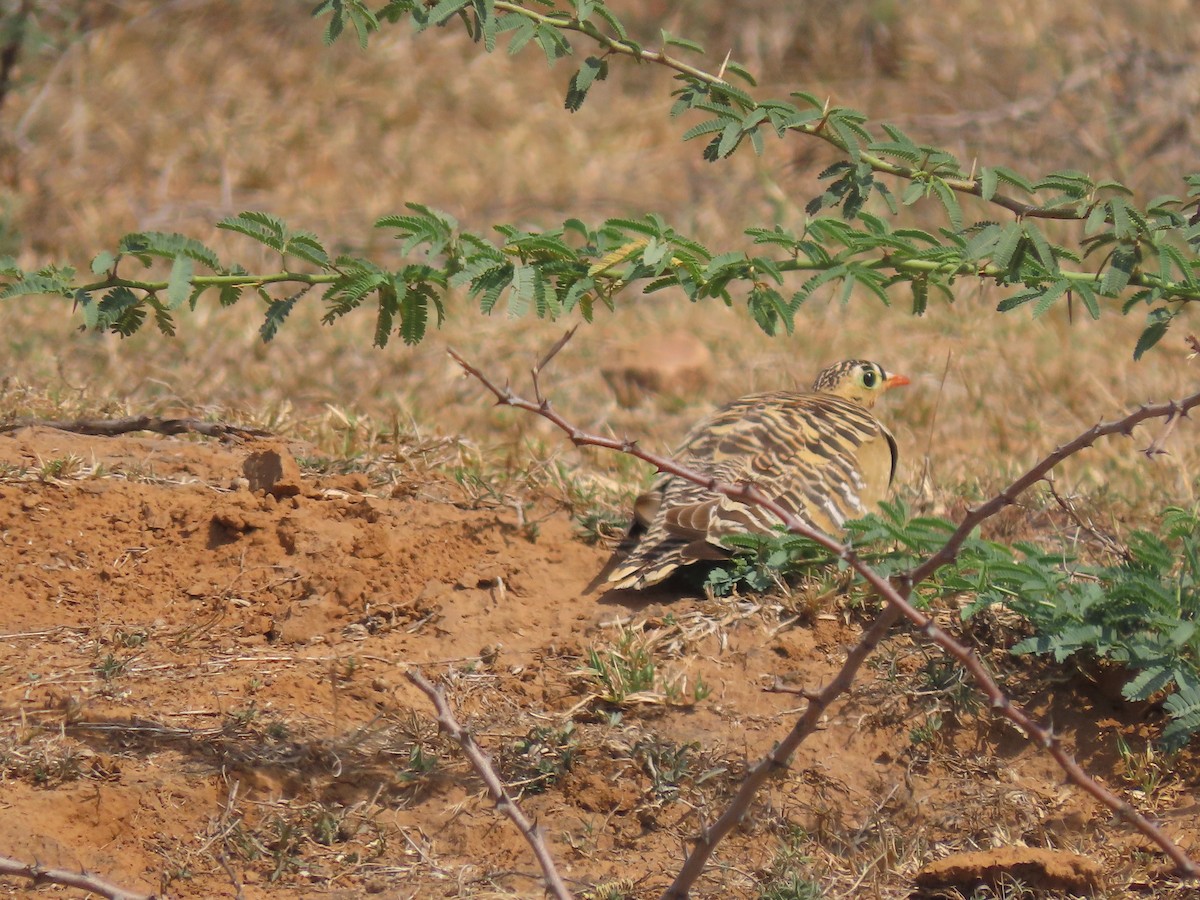 Painted Sandgrouse - ML615895031