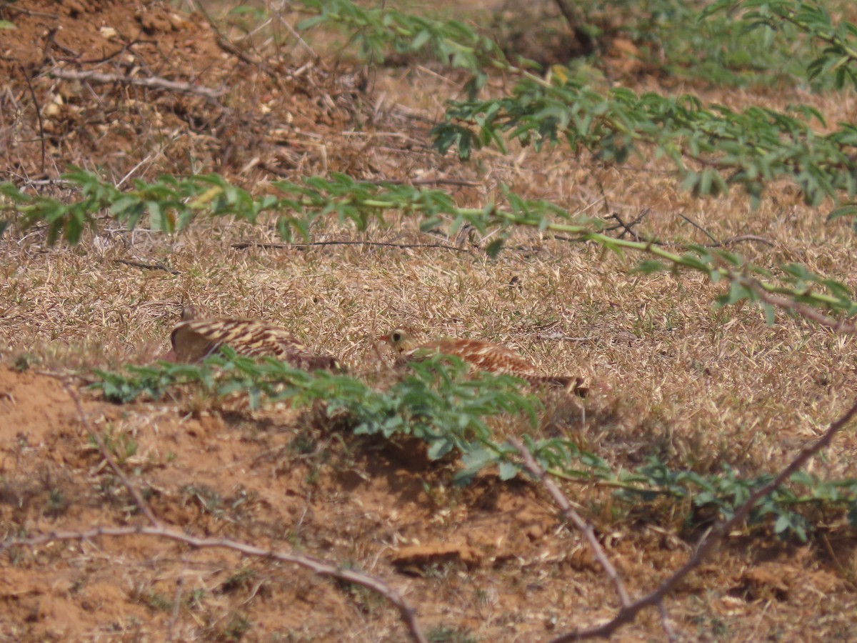 Painted Sandgrouse - ML615895032