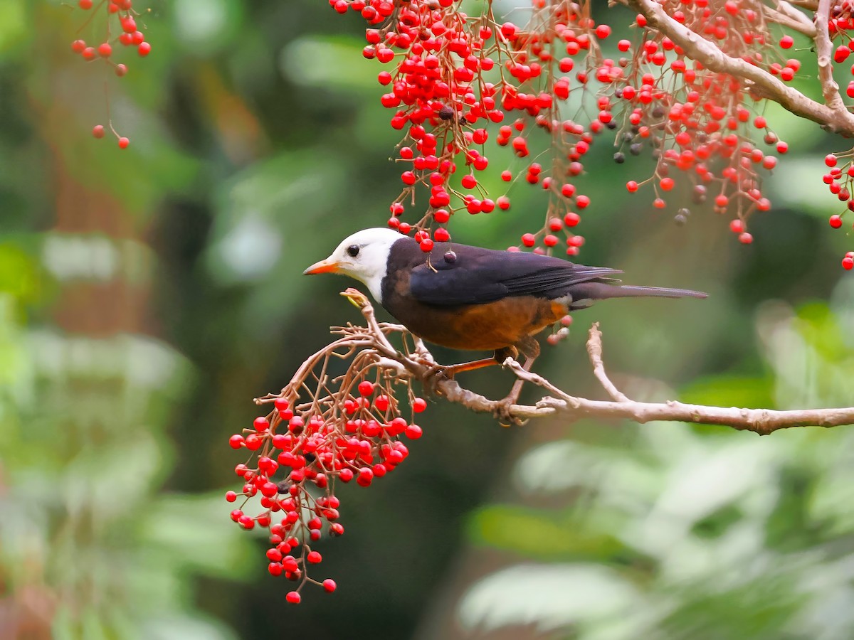 Taiwan Thrush - Daniel Kaplan