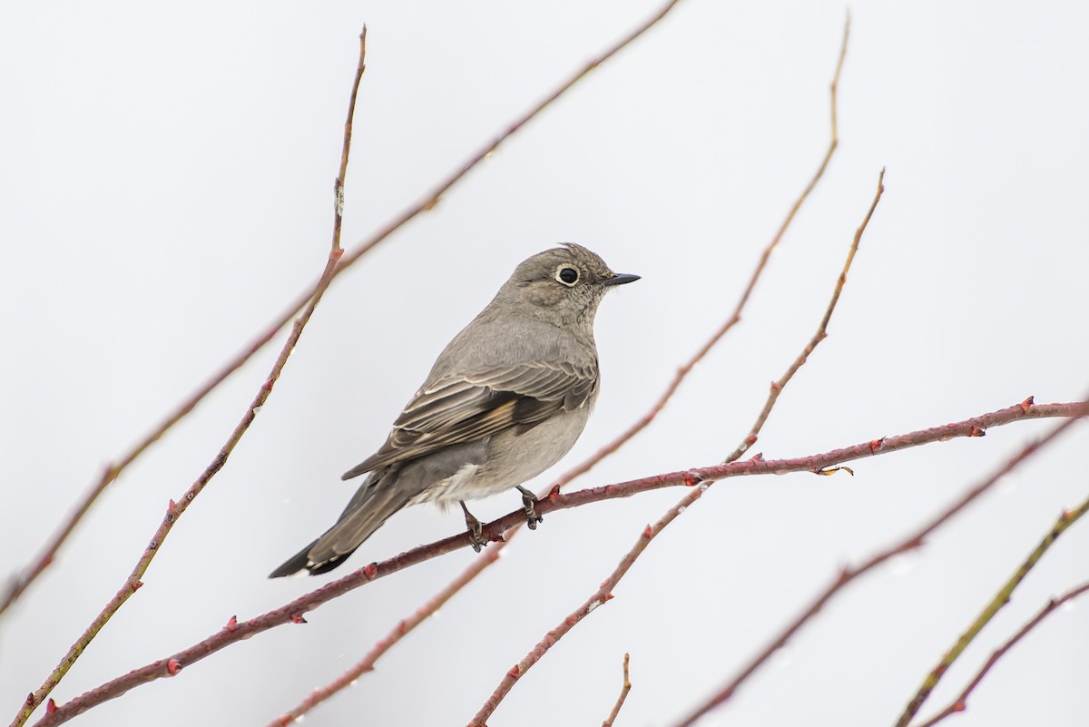 Townsend's Solitaire - ML615895041
