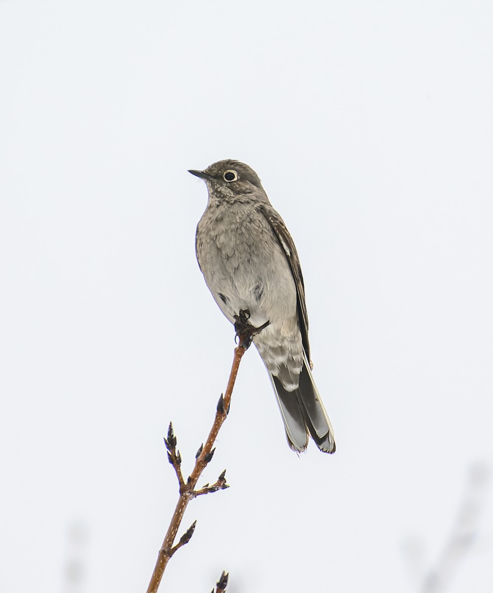 Townsend's Solitaire - ML615895042