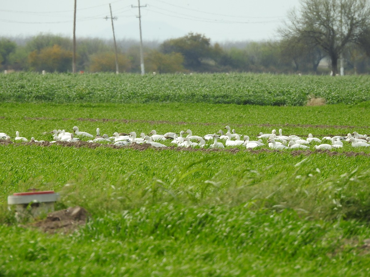 Snow Goose - ML615895134