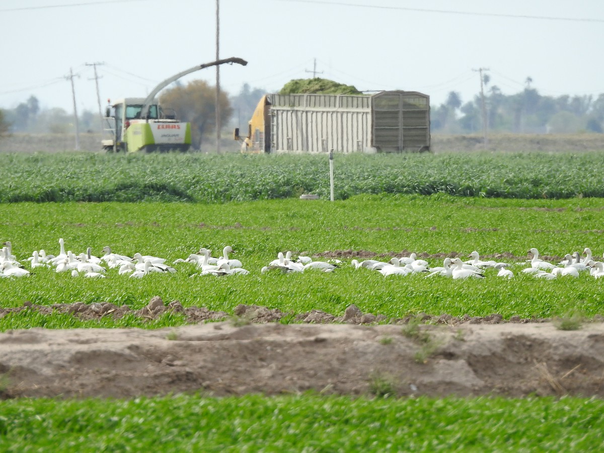 Snow Goose - ML615895135