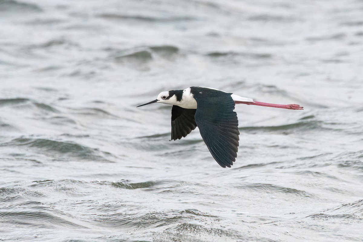 Black-necked Stilt (White-backed) - ML615895142