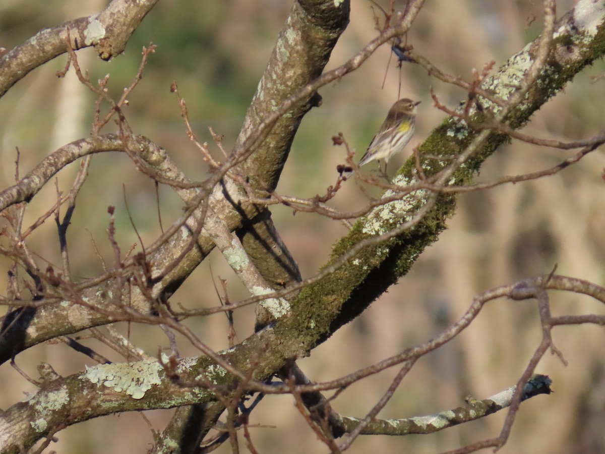 Yellow-rumped Warbler (Myrtle) - ML615895195