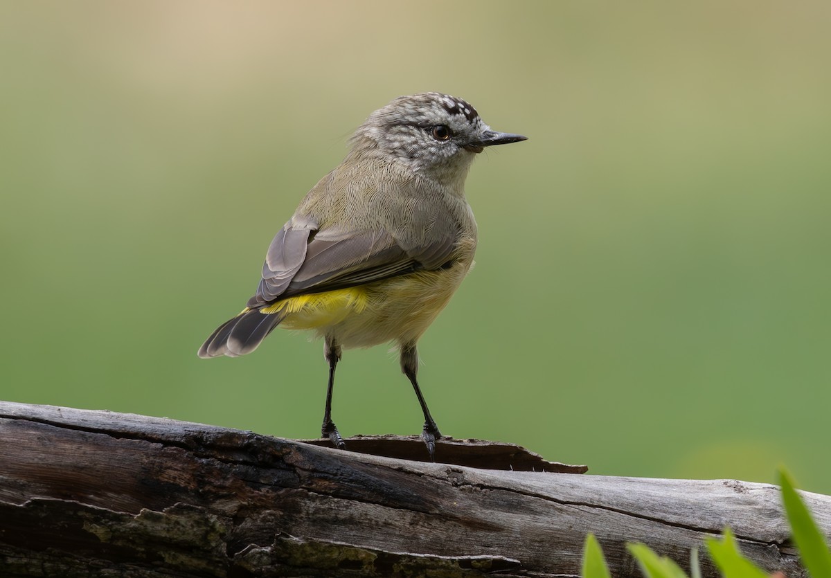 Yellow-rumped Thornbill - ML615895199