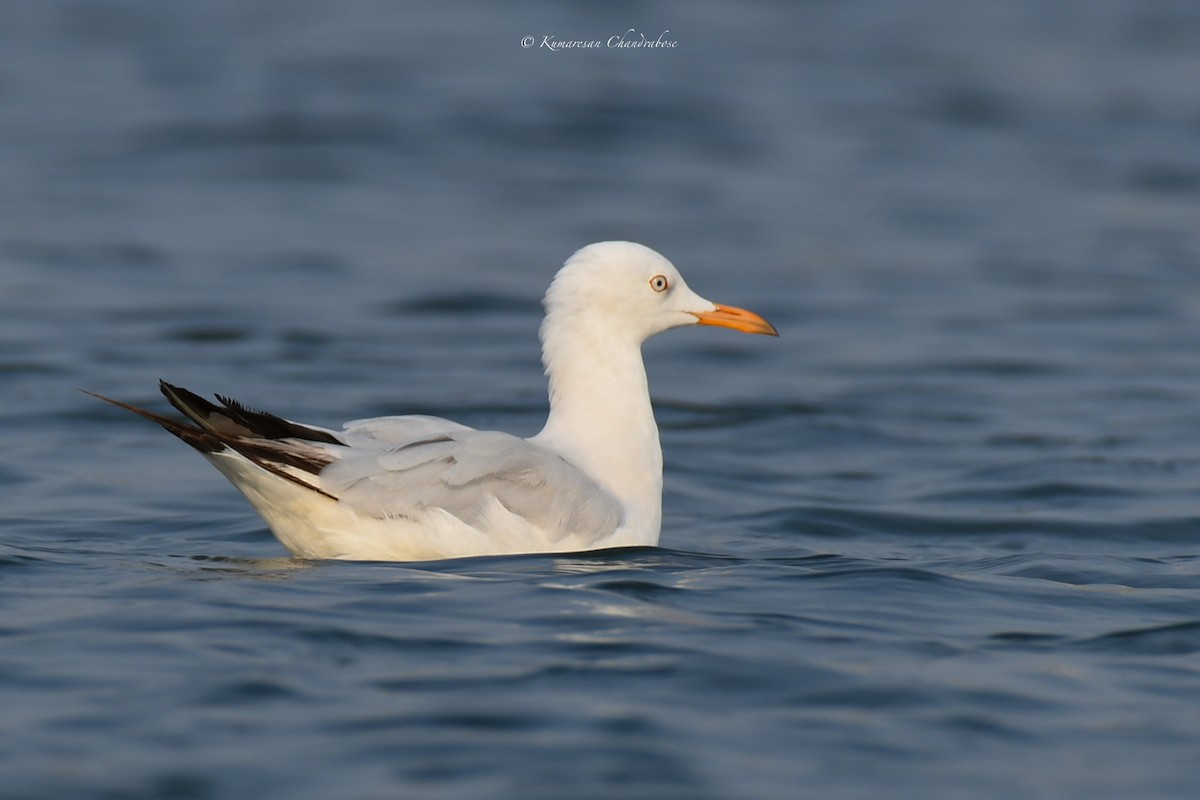 Brown-headed Gull - ML615895292