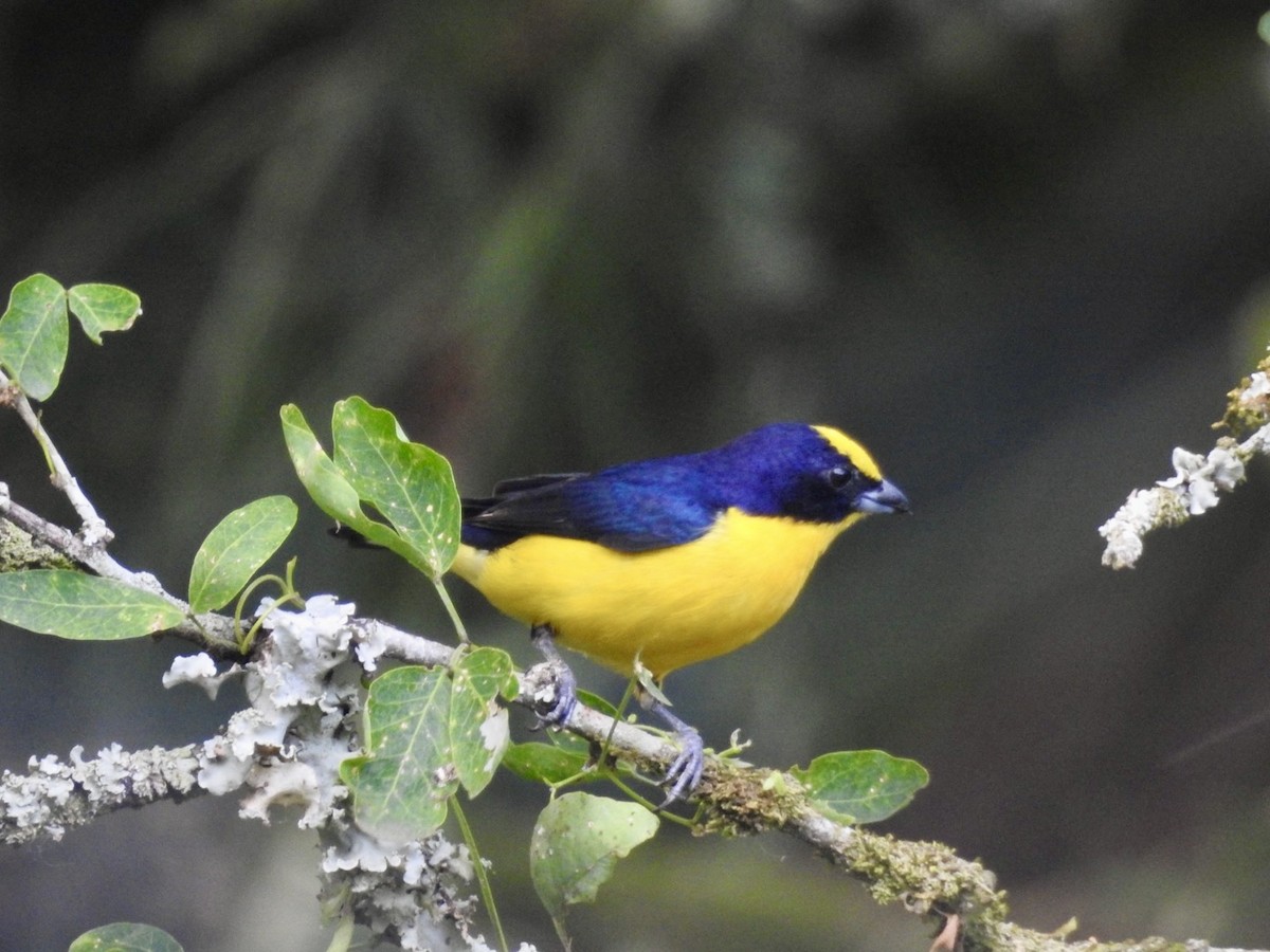 Thick-billed Euphonia - Ayde Solarte